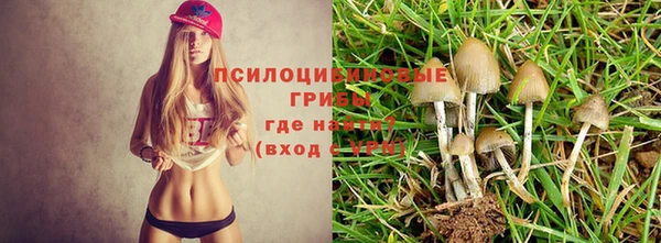 ГАЛЛЮЦИНОГЕННЫЕ ГРИБЫ Белокуриха
